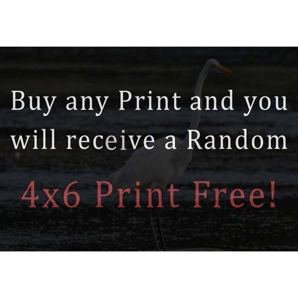 11x14 Great Egret Watercolor Oil Painting Print - Picture 4 of 5